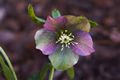 Helleborus orientalis-3 Ciemiernik